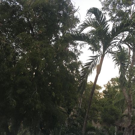 Green Paradise Leona Vicario Dış mekan fotoğraf