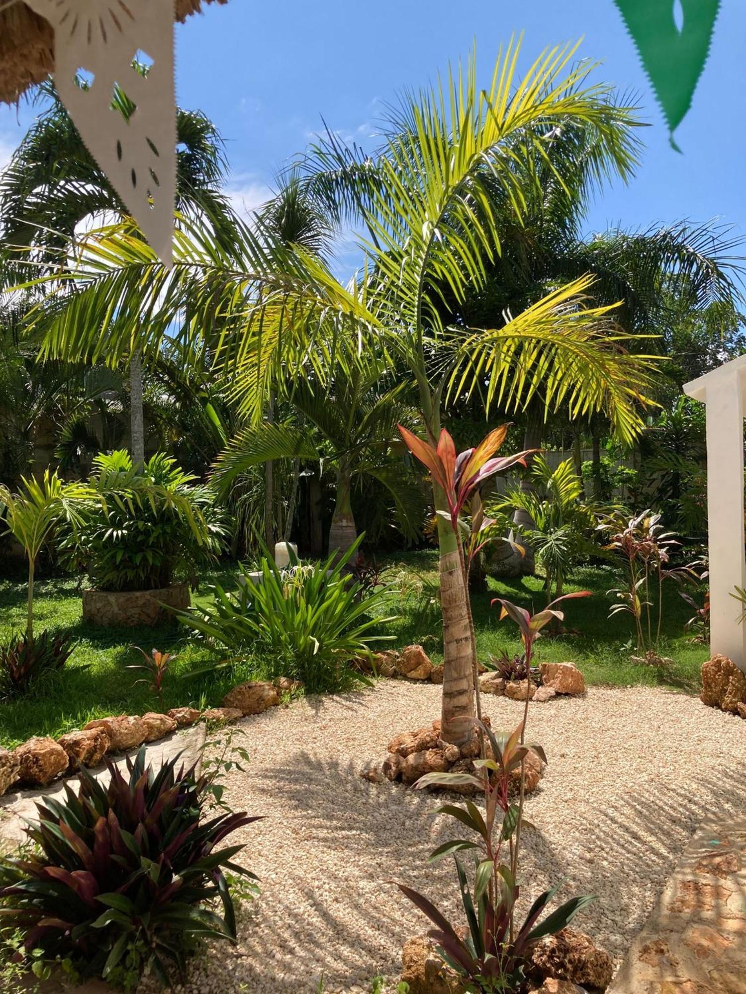 Green Paradise Leona Vicario Dış mekan fotoğraf