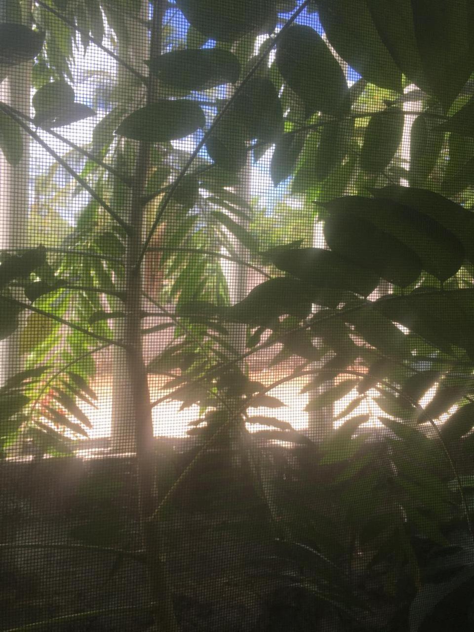 Green Paradise Leona Vicario Dış mekan fotoğraf