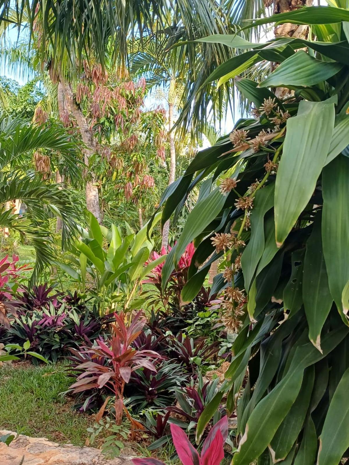 Green Paradise Leona Vicario Dış mekan fotoğraf